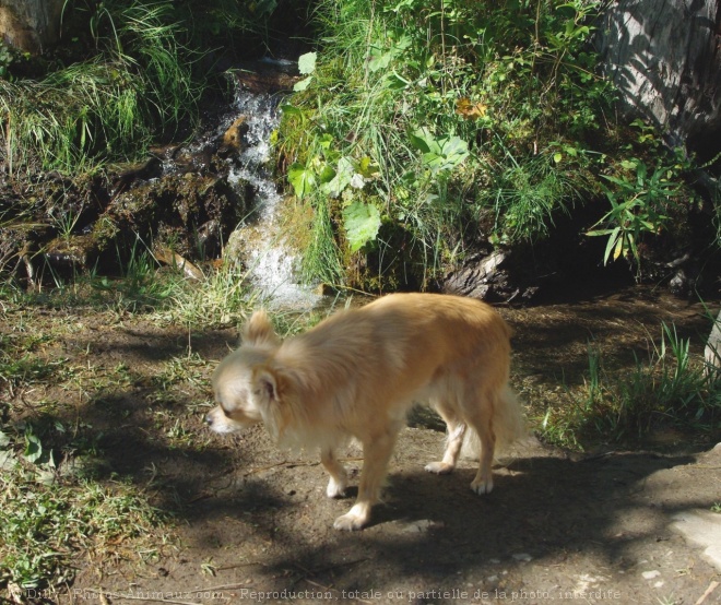 Photo de Chihuahua  poil long