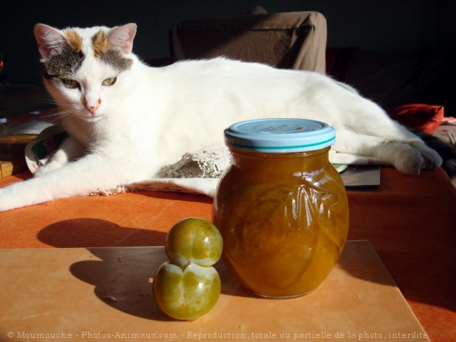 Photo de Chat domestique