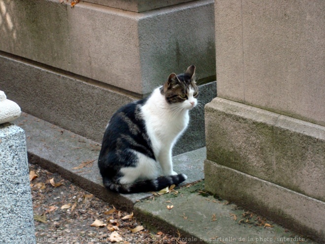 Photo de Chat domestique