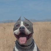 Photo d'American staffordshire terrier