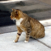 Photo de Chat domestique