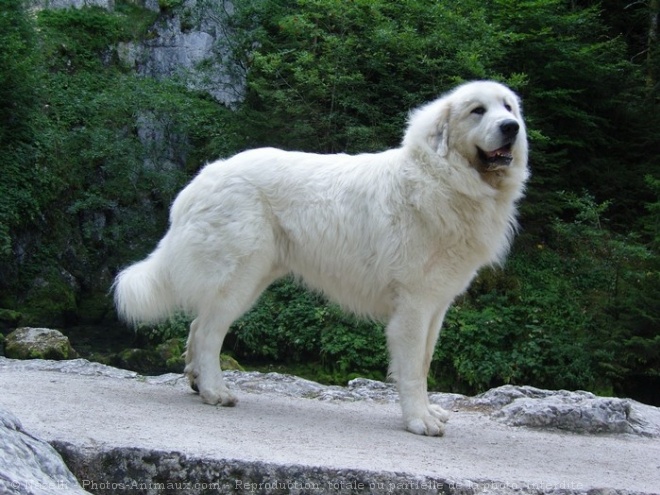 Photo de Chien de montagne des pyrnes