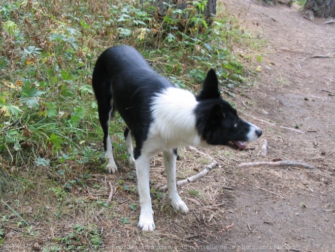 Photo de Border collie