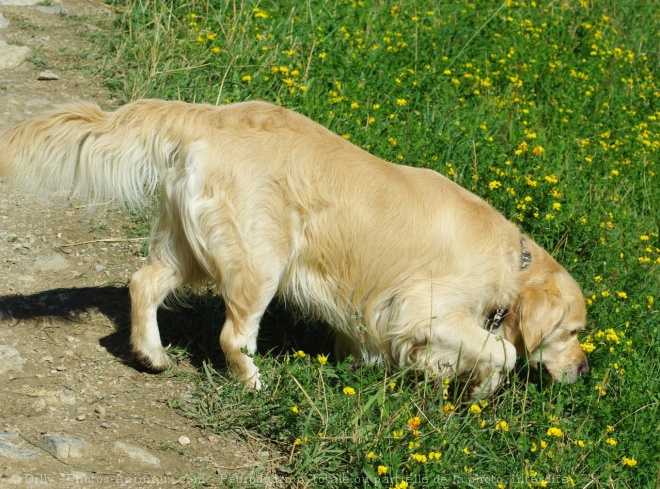 Photo de Golden retriever