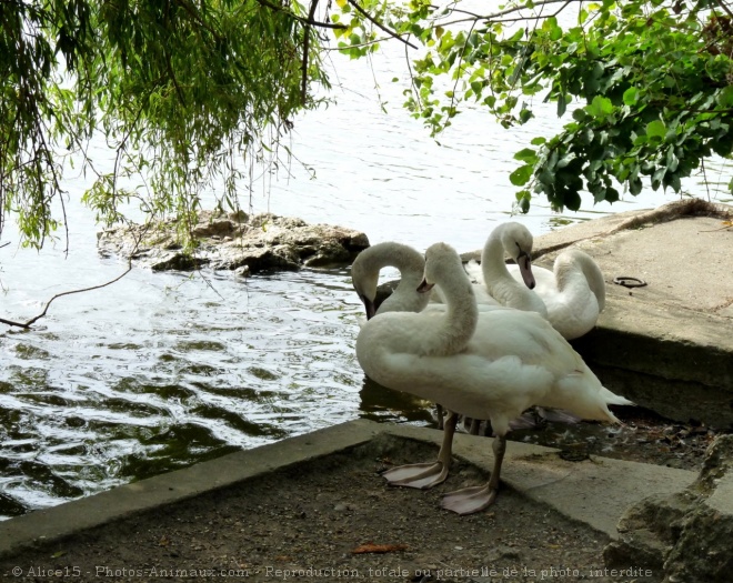 Photo de Cygne