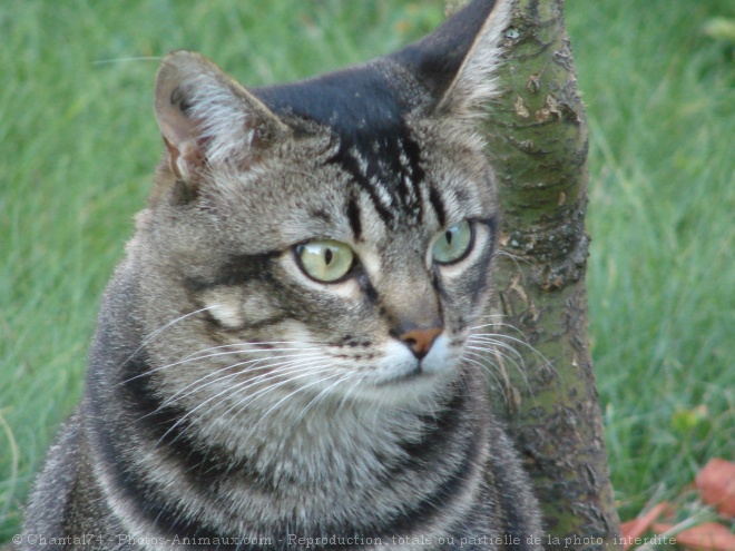 Photo de Chat domestique