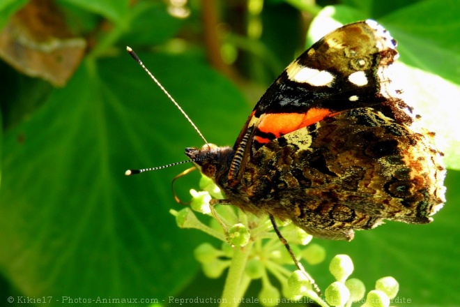 Photo de Papillon - vulcain