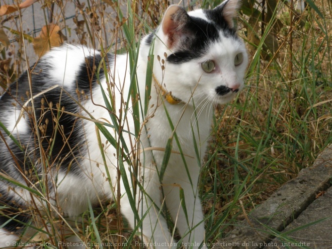 Photo de Chat domestique