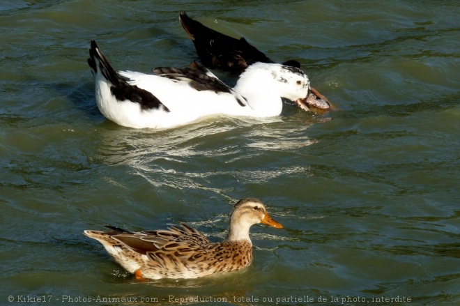 Photo de Canard