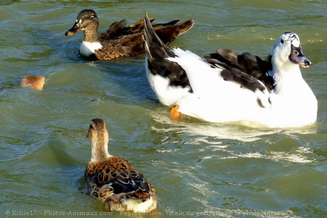 Photo de Canard