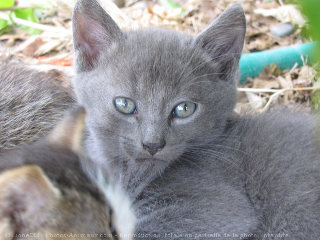 Photo de Chat domestique