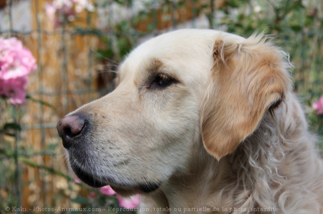 Photo de Golden retriever