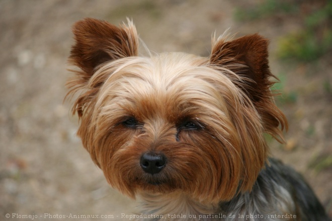 Photo de Yorkshire terrier