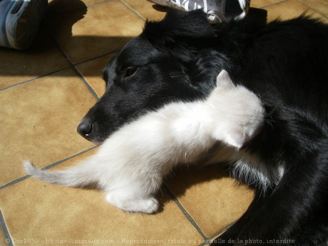 Photo de Border collie