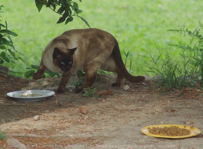 Photo de Chat domestique