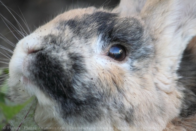 Photo de Lapin