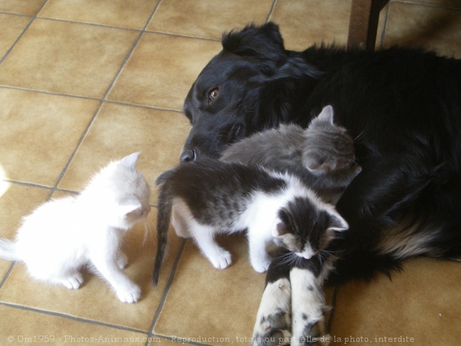 Photo de Chat domestique