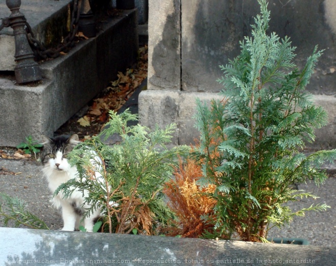 Photo de Chat domestique