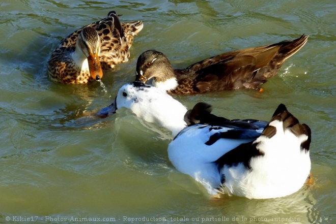 Photo de Canard