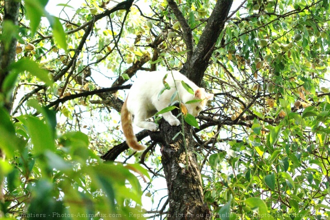 Photo de Chat domestique