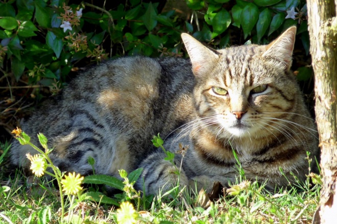 Photo de Chat domestique