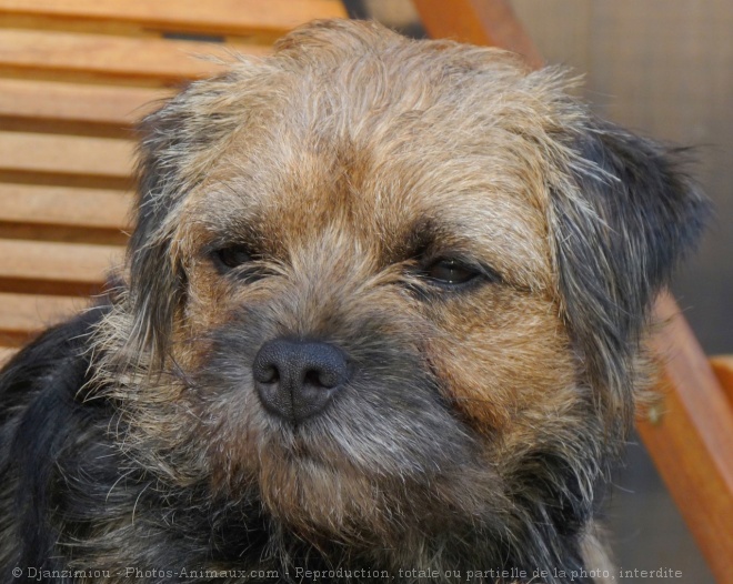 Photo de Border terrier