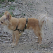 Photo de Chihuahua  poil long