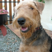 Photo d'Airedale terrier