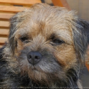 Photo de Border terrier