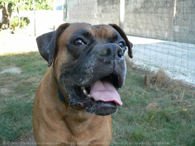 Photo de Boxer