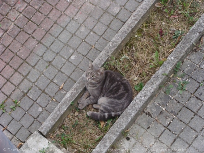 Photo de Chat domestique