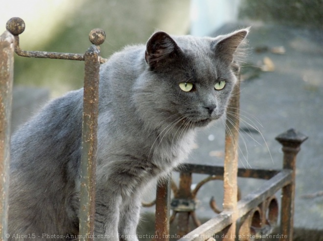 Photo de Chat domestique