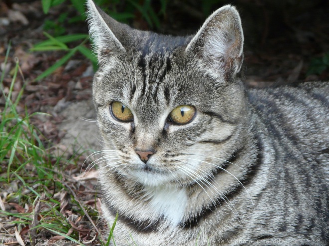 Photo de Chat domestique