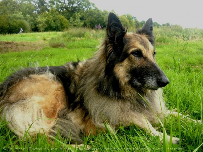 Photo de Berger belge tervueren