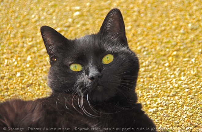 Photo de Chat domestique