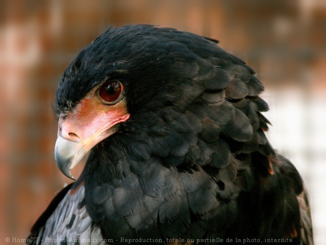 Photo d'Aigle - bateleur des savanes