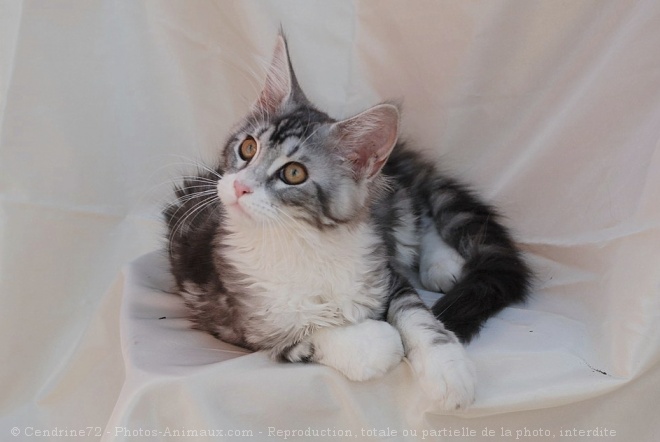 Photo de Maine coon