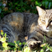 Photo de Chat domestique