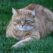 Photo de Chat domestique