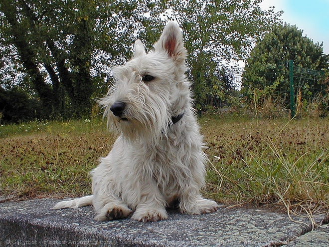 Photo de Scottish terrier