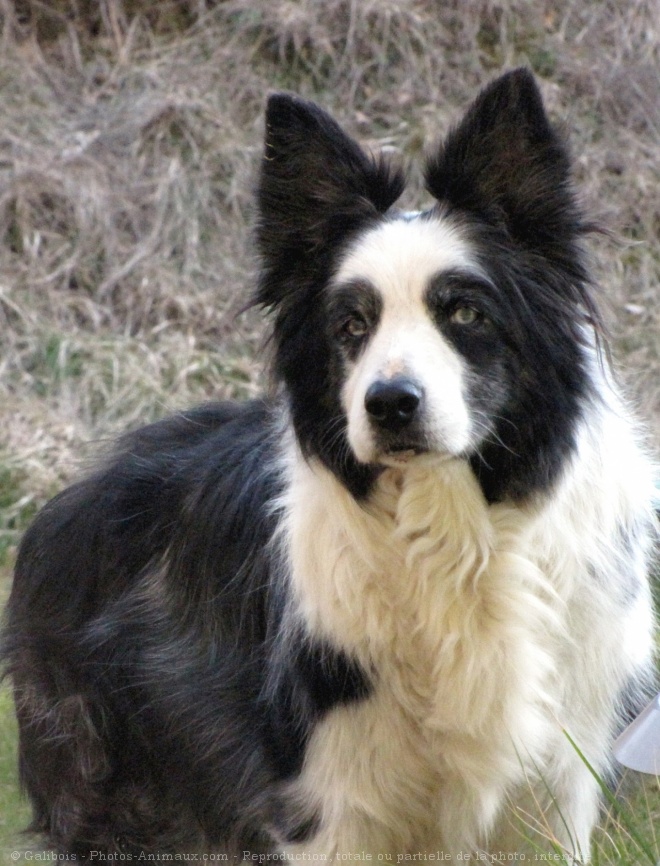 Photo de Border collie