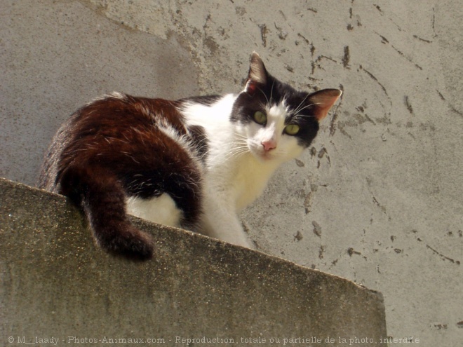 Photo de Chat domestique