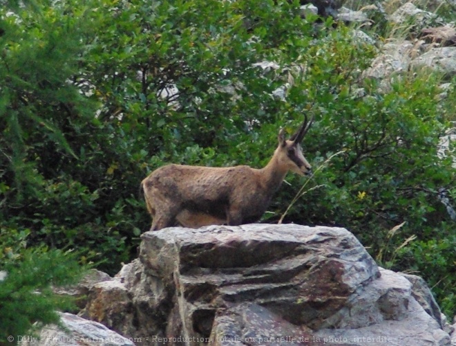 Photo de Chamois