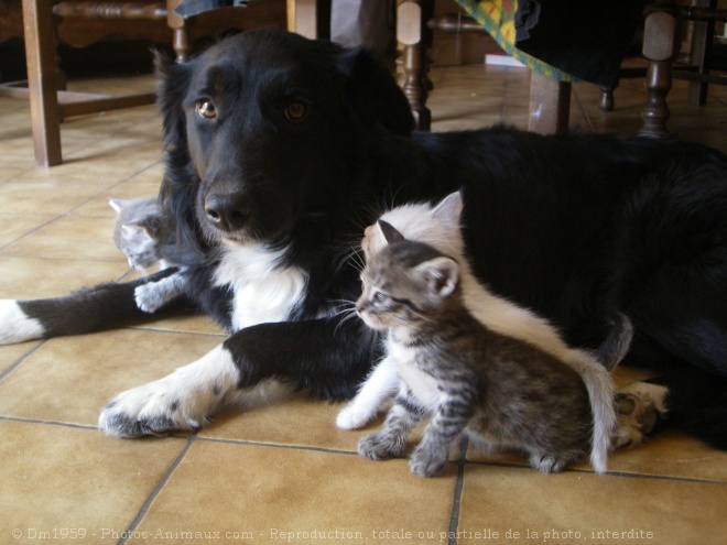 Photo de Chat domestique