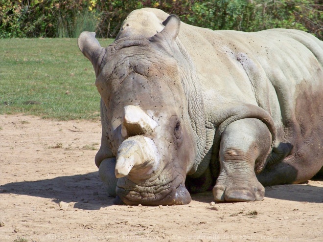 Photo de Rhinocros