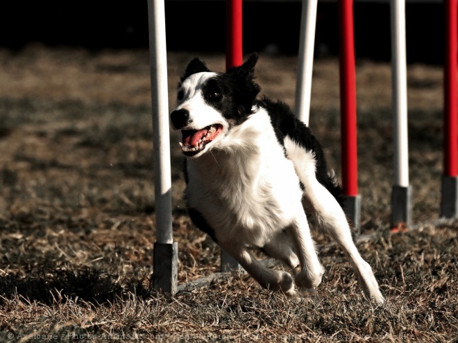 Photo de Border collie