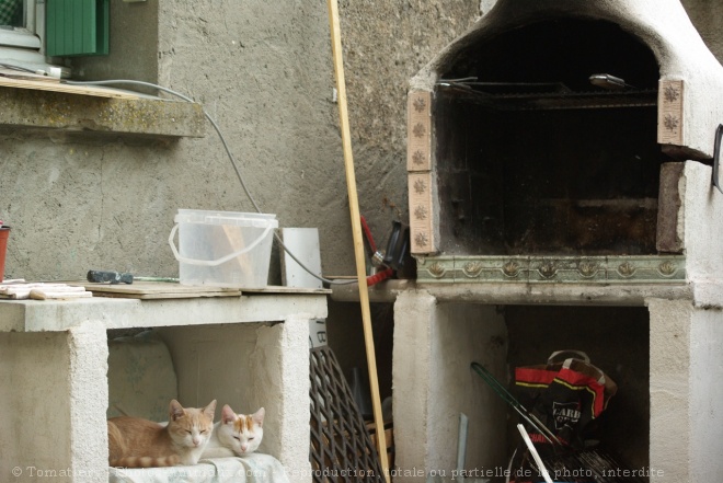 Photo de Chat domestique