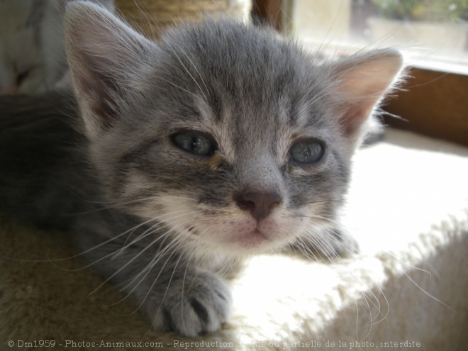 Photo de Chat domestique