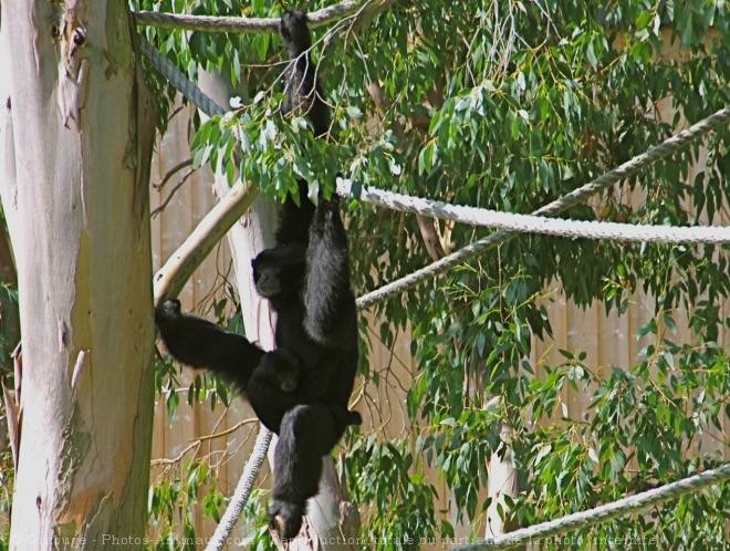 Photo de Singe - gibbon