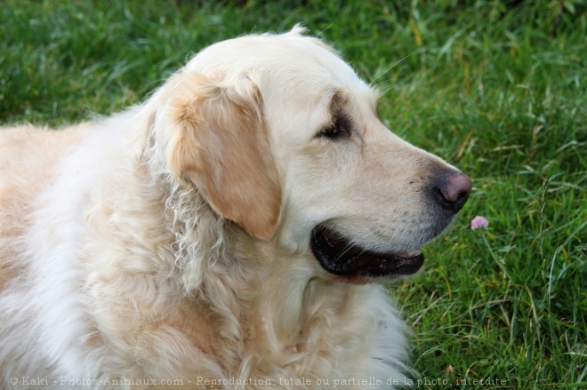 Photo de Golden retriever